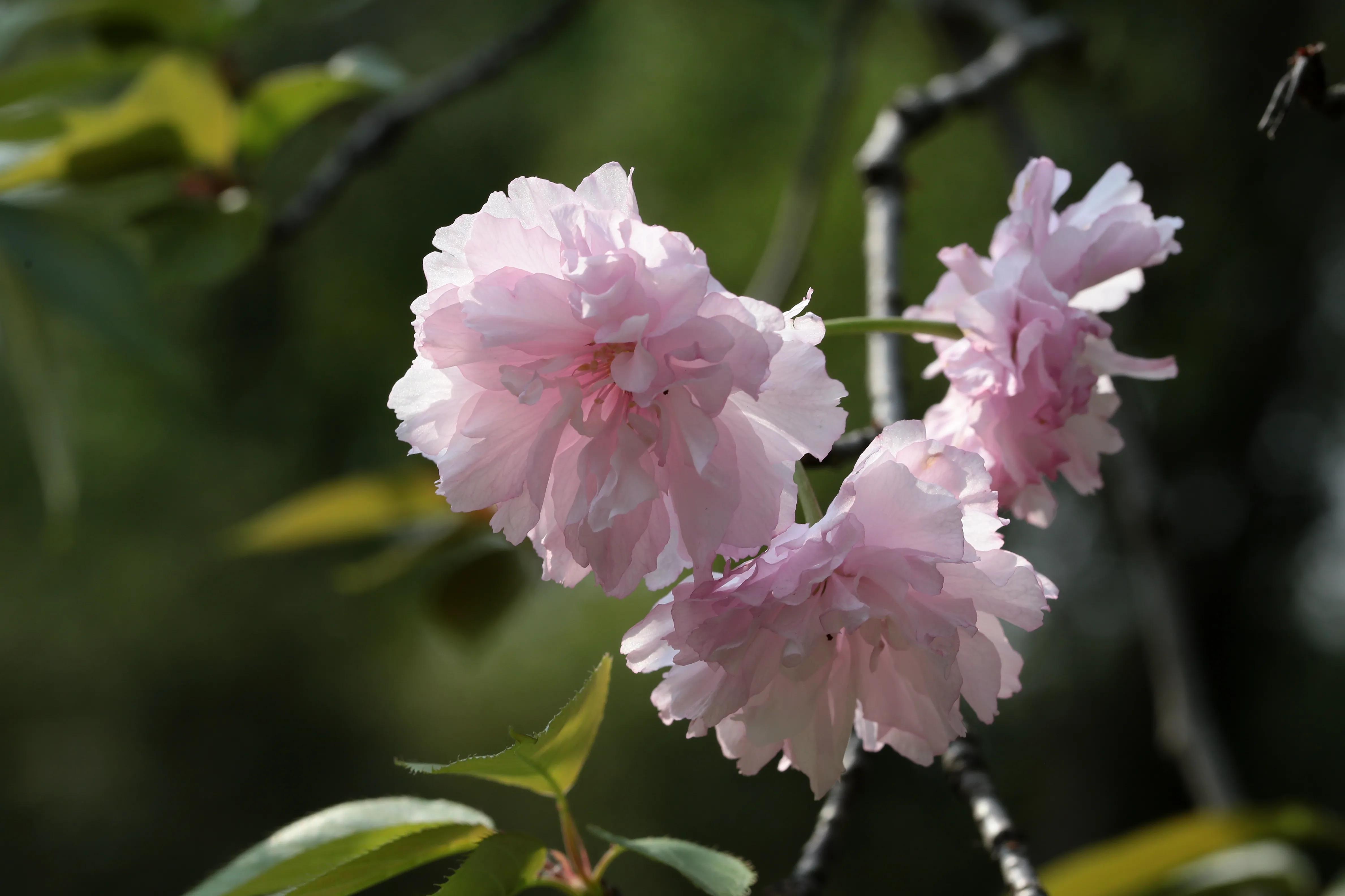 西溪湿地花朝节花草集（2）