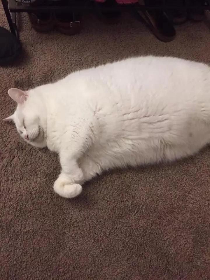 在路上捡回来的流浪猫给它洗澡,救助的流浪猫生病自己无能为力