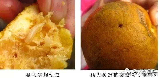 果实蝇对脐橙花有危害吗,果实蝇防治最有效方法