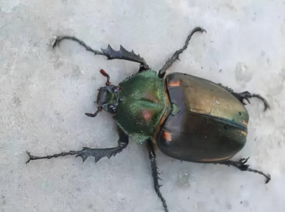 80后的童年吃的野果江西,小时候吃的野果有白汁