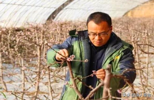 桃子成熟了怎么管理,桃子个头长小怎么办