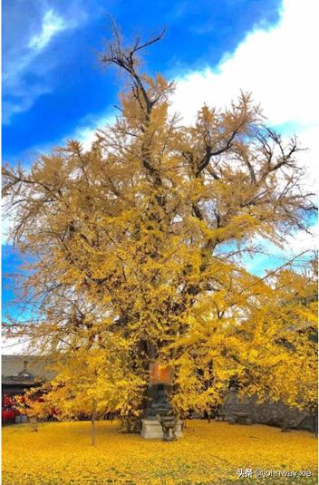 银杏凭什么能赢得植物大战？又凭什么能有长达千年的寿命？