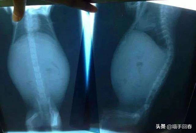 猫咪得了病治不好要安乐死吗,猫咪得了猫腹水安乐死