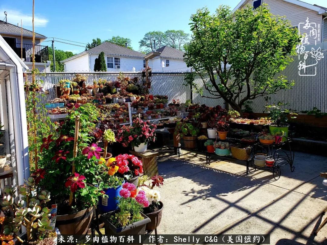 美国纽约有多少华裔人,美国纽约有多少个华人