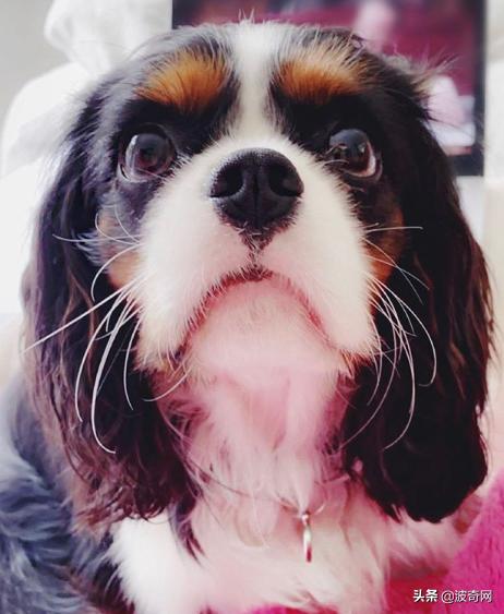 不喂狗会复位吗,不喂狗的下场