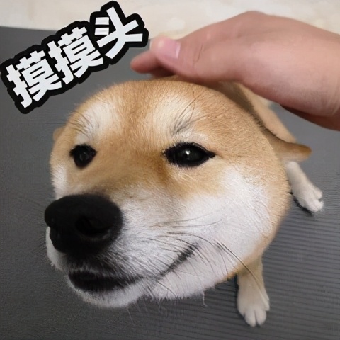 法斗中暑后没呼吸还能抢救过来吗,法斗狗狗中暑死亡了