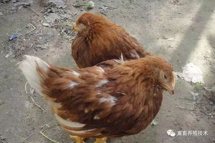 鹅嗉囊炎怎么治疗,鹦鹉雏鸟嗉囊炎什么症状