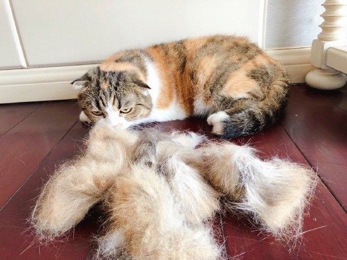 解决猫毛过敏最佳办法,猫毛会导致脸部过敏吗