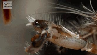 瞬间发射4000度高温的虾,能喷出100度高温的虾