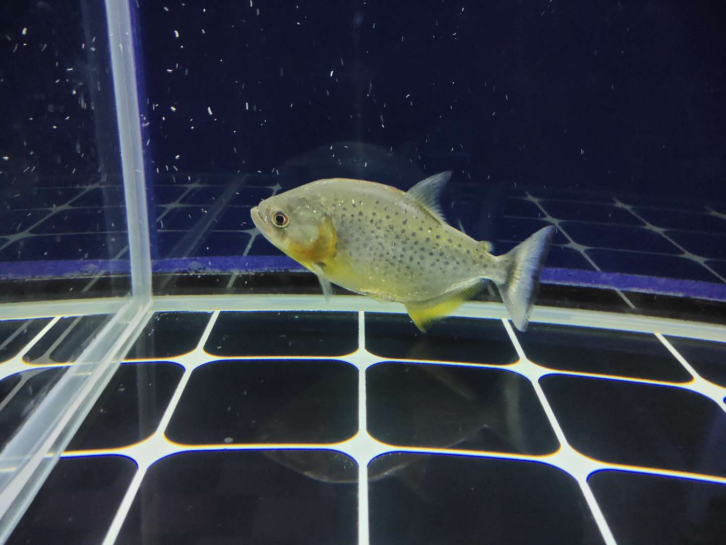 观赏鱼混养注意事项,观赏鱼混养有什么忌讳