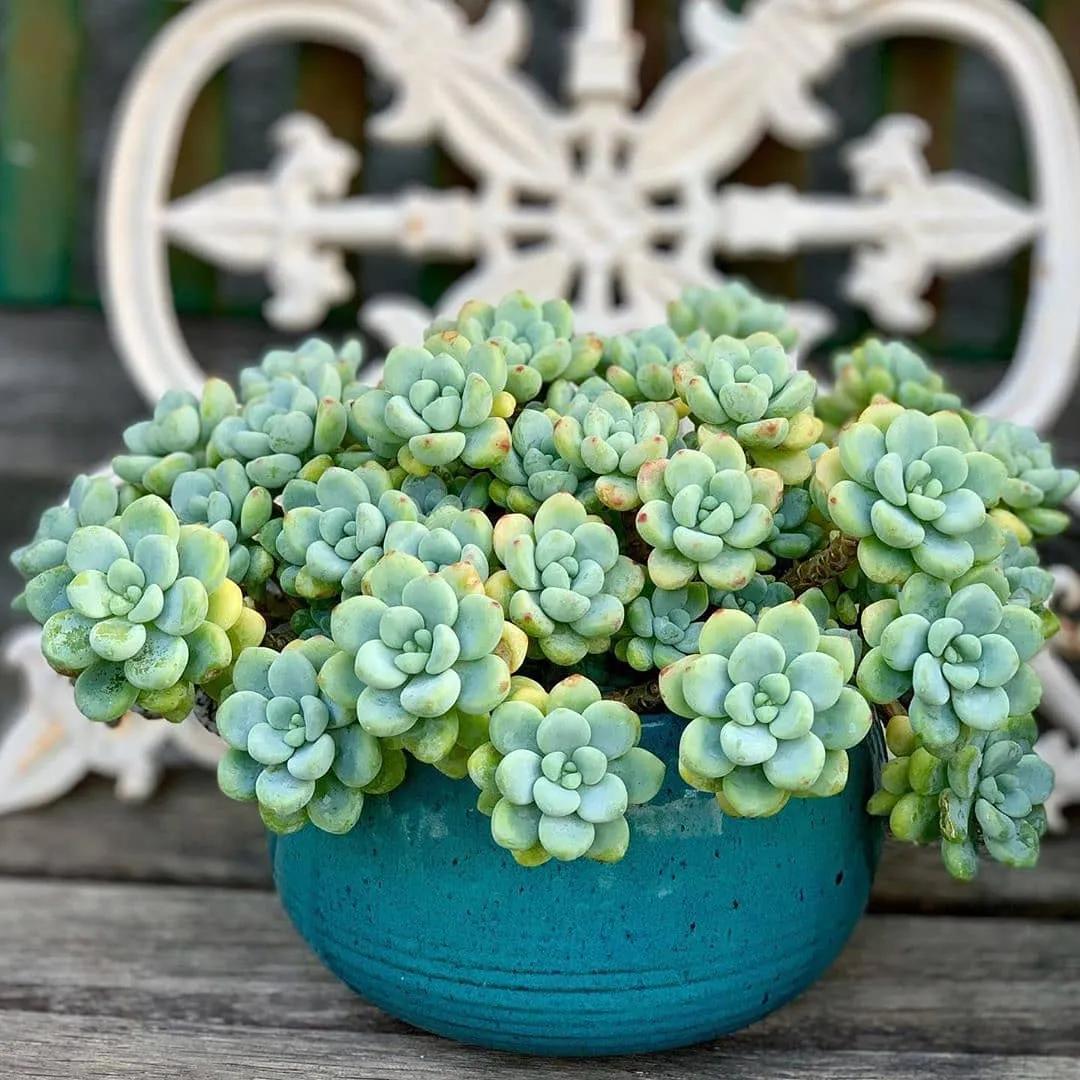 肉肉长根瘤怎么处理,肉肉养殖前的处理方法