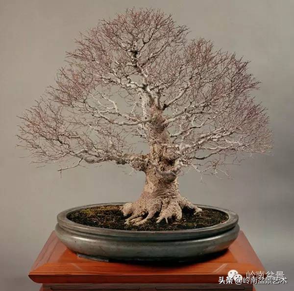 庭院树石盆景 (日式石头盆景布局)