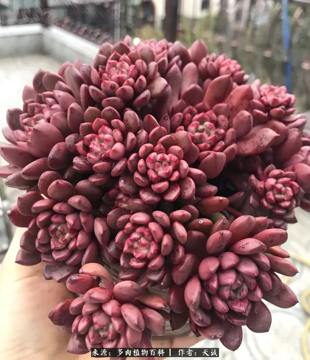 多肉从小养到大的过程,真爱的力量教程