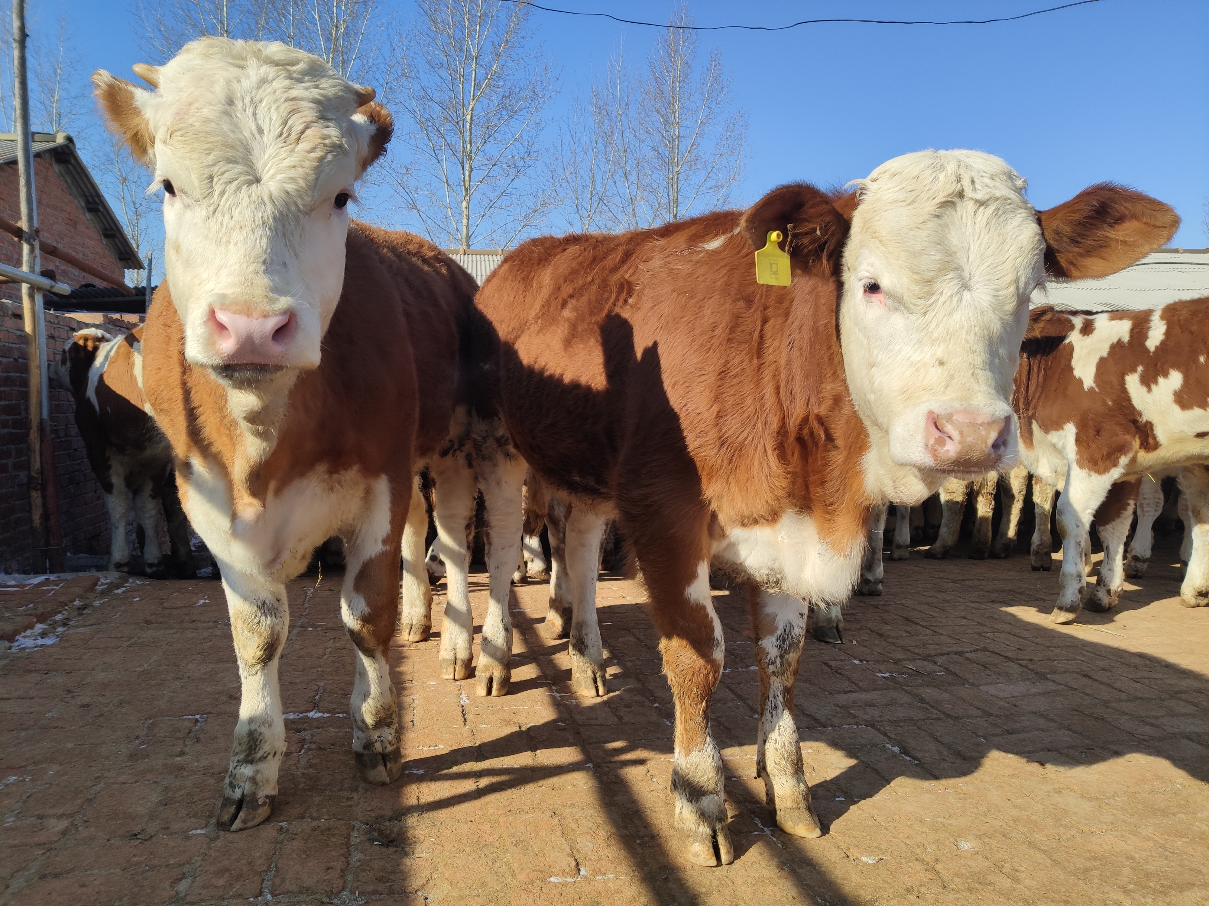 养基础母牛应该注意什么,养牛人最关心的问题是什么