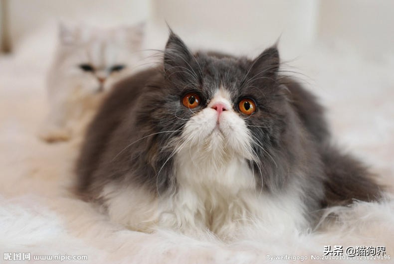 对付猫咪掉毛,如何应对猫咪