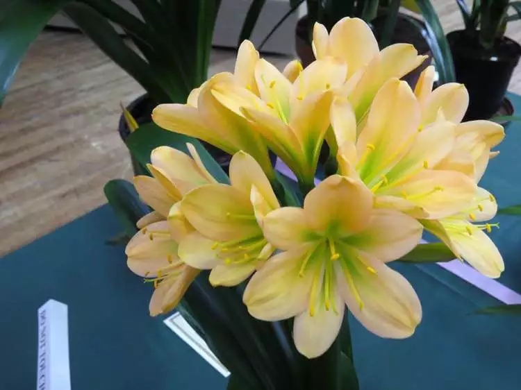 君子兰心烂了怎么办必须剪头吗,君子兰烂心砍头正确方法