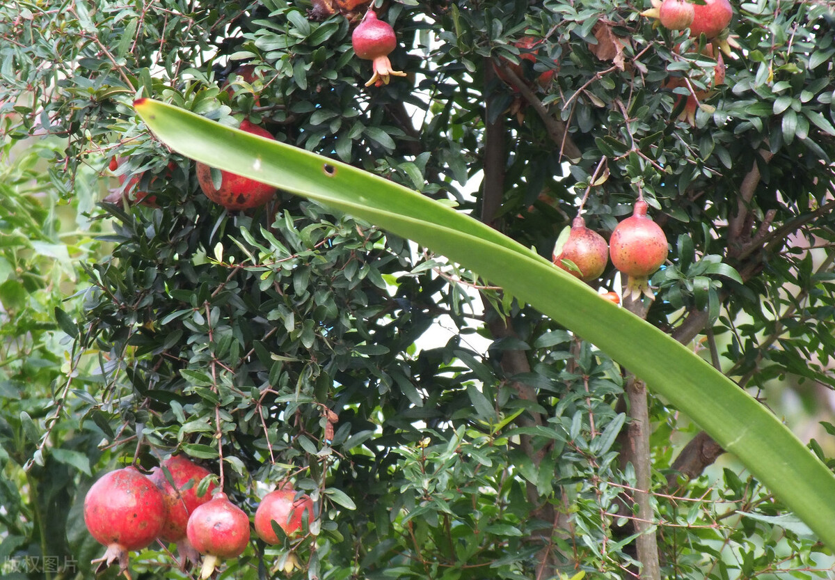 浙江种植突尼斯软籽石榴苗,宾川突尼斯软籽石榴种植方法
