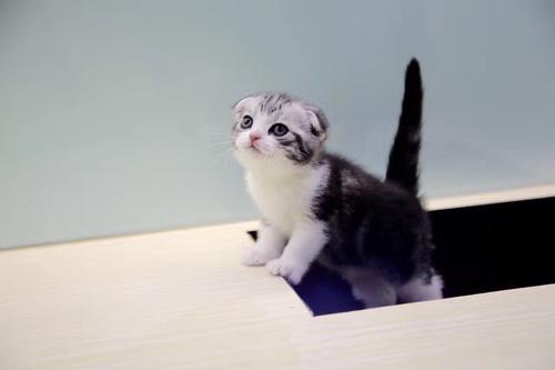 猫咪品种大全及图片与介绍,白色带渐黄短毛猫咪品种大全