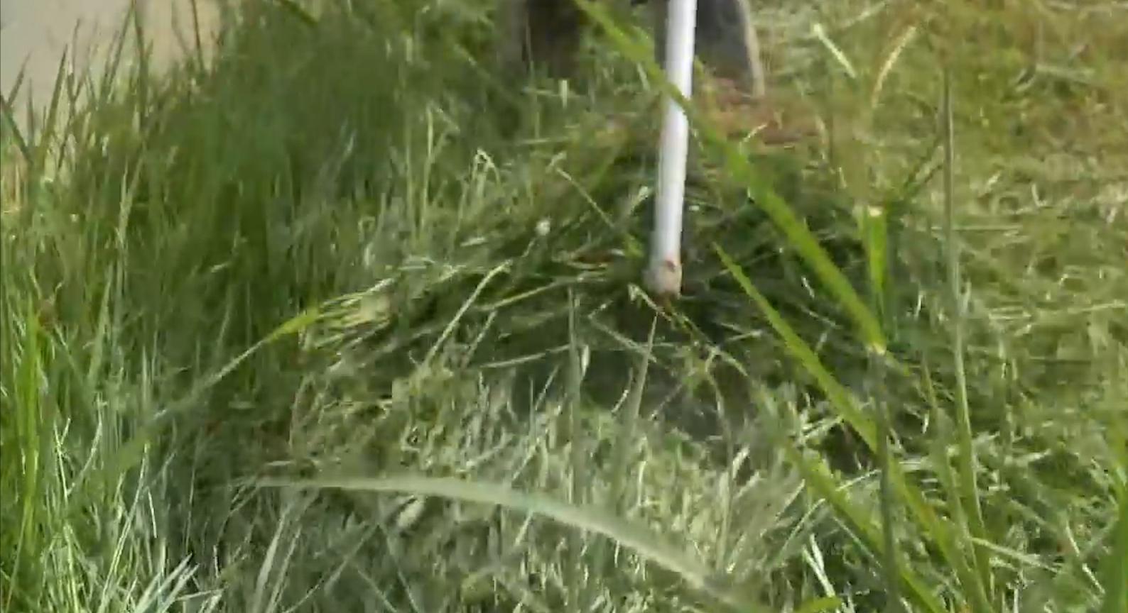 90后小伙养殖青蛙,农村创业致富养蛙