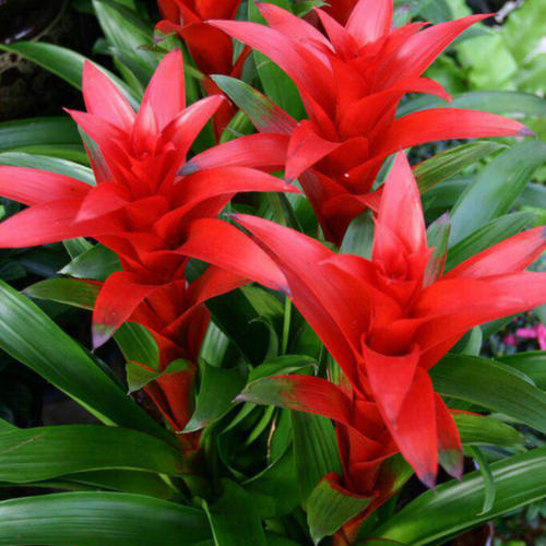 阳台客厅养花能用石硫合剂吗,家里养花放在客厅西面阳台好吗