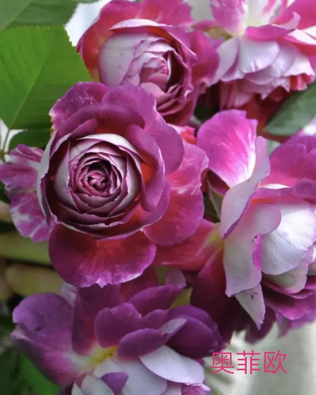 2020年木村卓功月季新品,木村卓功的月季都比较耐阴吗