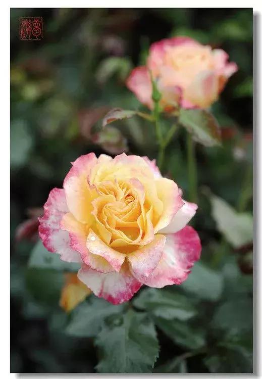 真正的中国十大名花,中国十大名花超漂亮