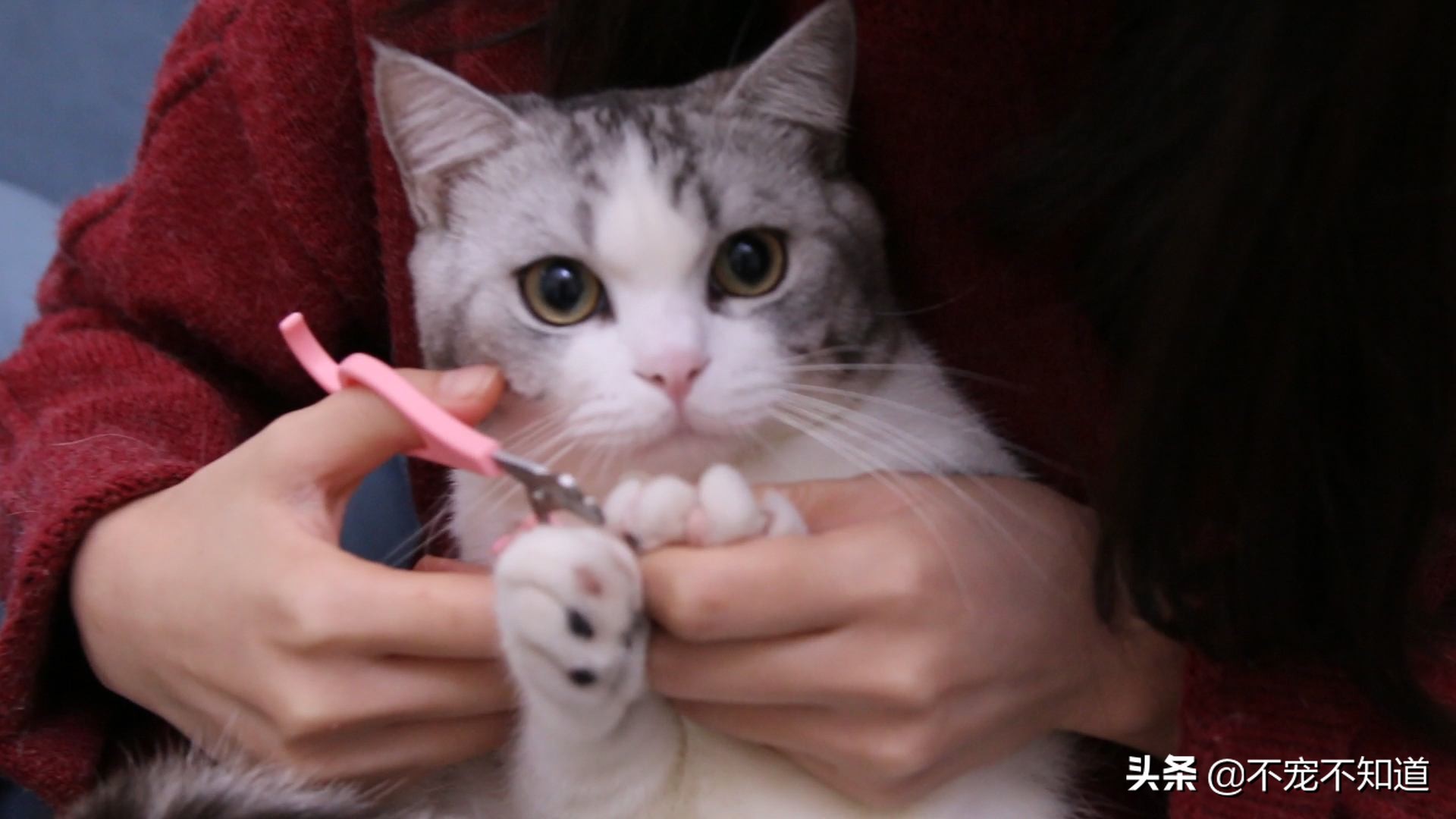 被猫咪抓伤到底要不要打狂犬疫苗,被猫咪抓伤死亡率有多少