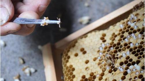 蜂巢里的白虫怎么治,中蜂巢虫的防治方法