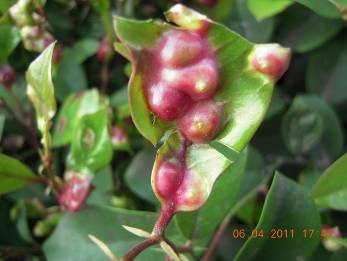 园林绿化虫害的名称及防治,栾树蚜虫虫害的症状图片