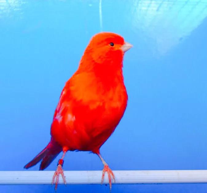 金丝雀鸟品种大全,金丝雀鸟图片及鸣叫