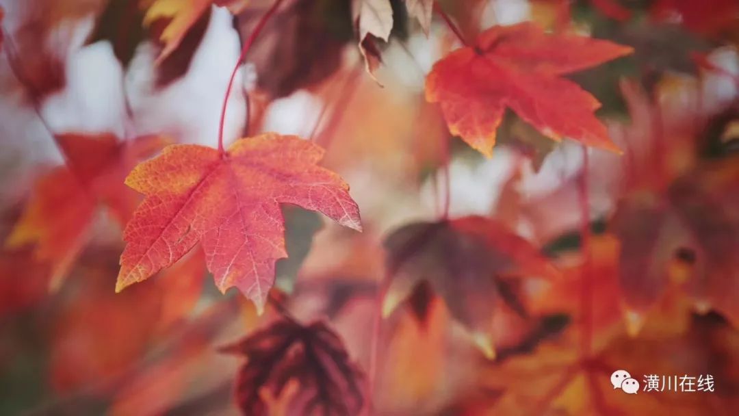 潢川双柳高山,潢川最高峰