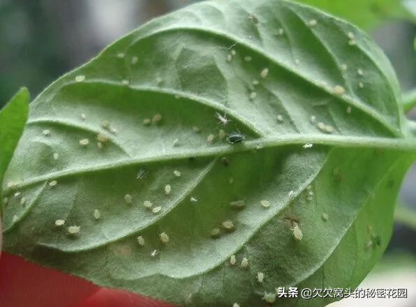 一座可以吃的花园--香草花园2迷迭香