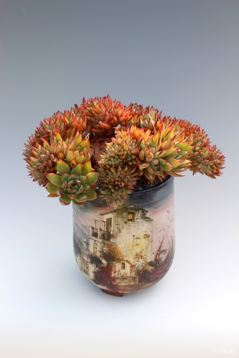 多肉欣赏韩国多肉,多肉欣赏秀妍