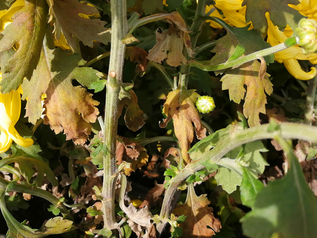 菊花常见病害有哪些,菊花好养吗病害多吗