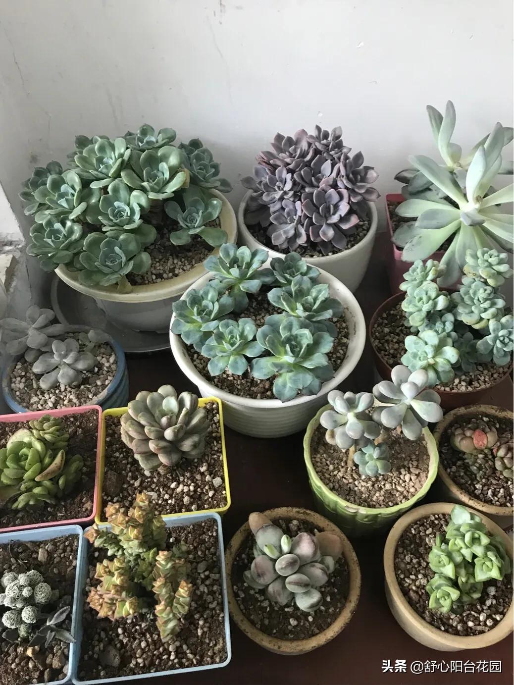 39.9入手7棵小老桩，夏季照样可以养好多肉。