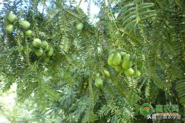 种植香榧的前景如何呀,种植香榧可以享受国家补贴吗