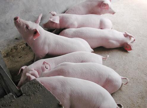 目前仔猪贵如何养猪,仔猪价格上涨预示什么