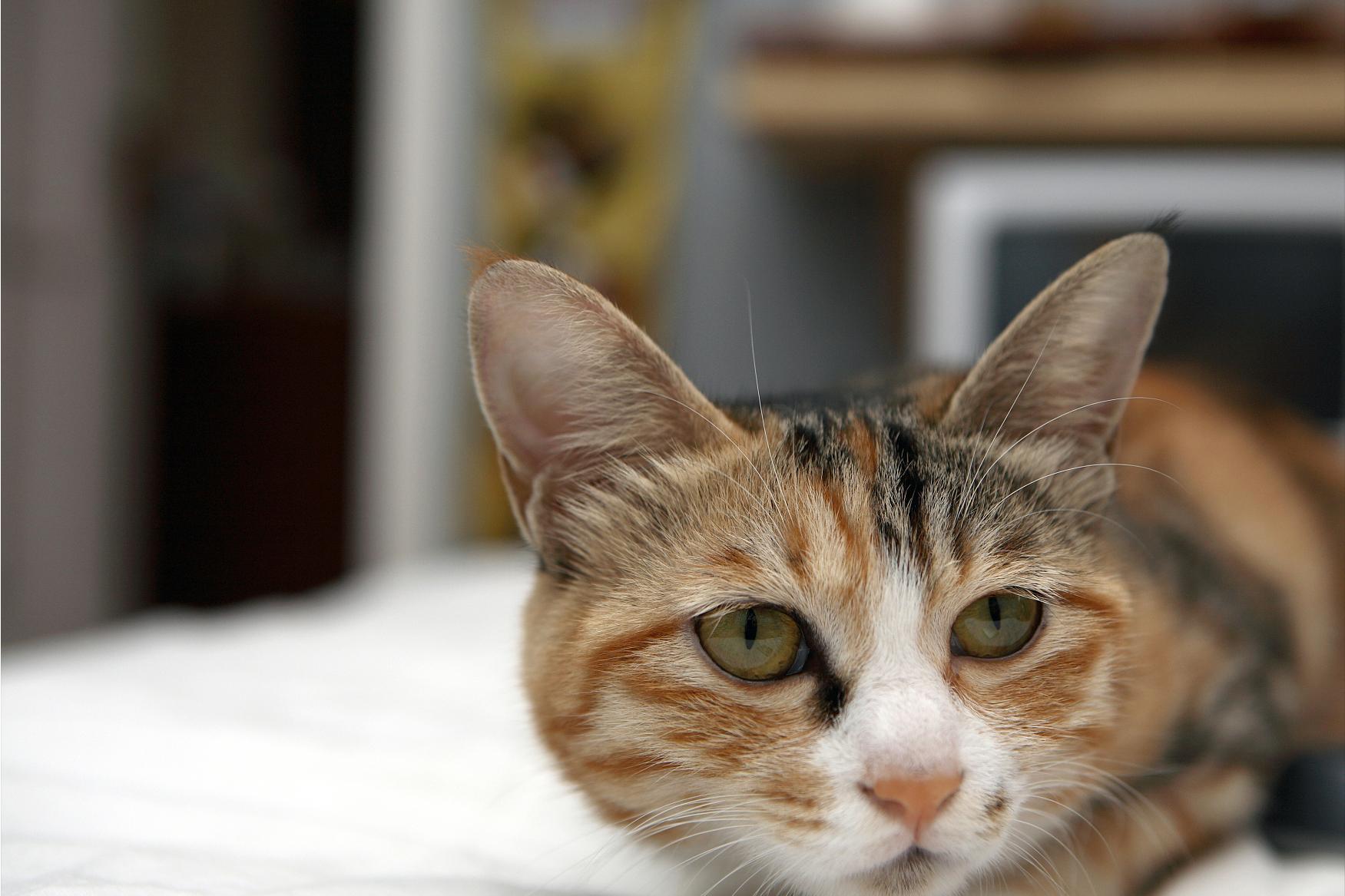 猫眼屎多是怎么回事？猫眼屎多怎么办？