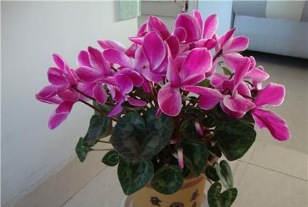 养仙客来怎么浇水,夏季仙客来浇水后叶子打蔫怎么办