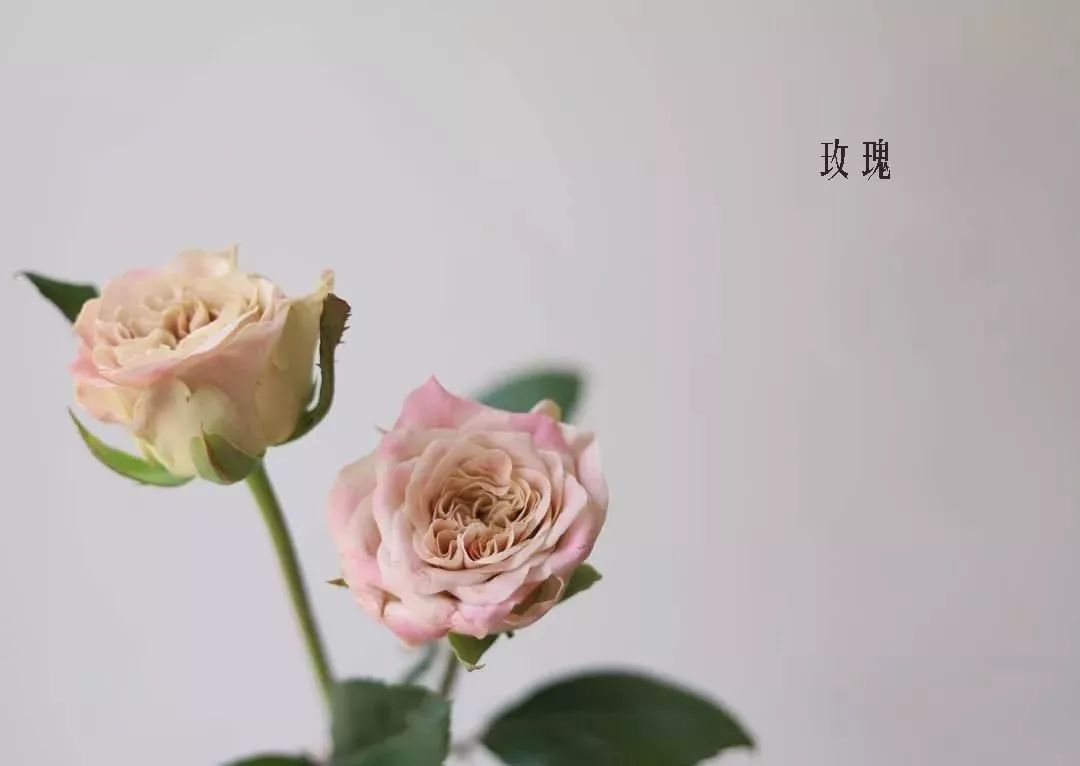 花店里同款的两种不同价格的花材,花店最容易被顾客误解的几种花材