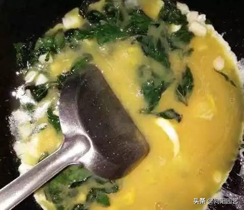 家里阳台种红薯的方法,家庭版种红薯的方法