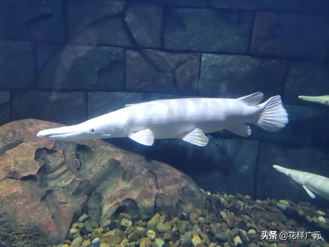 世界十大最凶猛淡水鱼之鳄雀鳝,海洋大揭秘之鱼类大科普海鳝