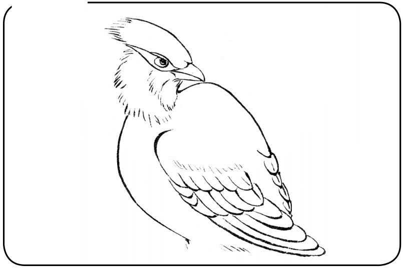 国画初学者入门步骤鸟禽,国画各种鸟类画法大全