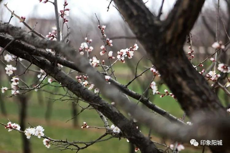 晋城哪里可以春游,晋城附近春游景点