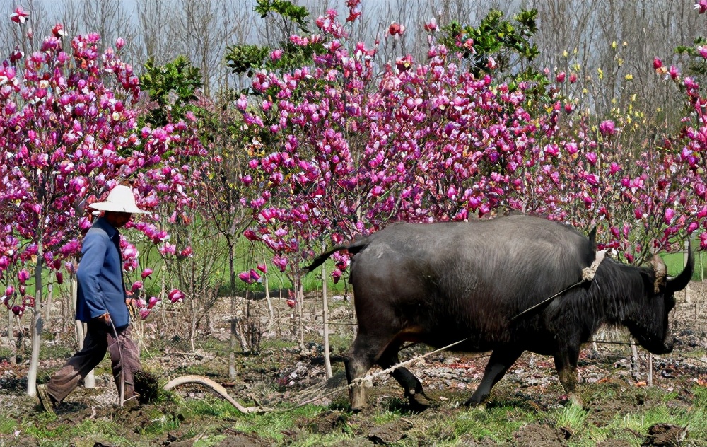 父亲的犁耙耕过的田,父亲的老黄牛