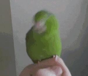 你以为土拨鼠只会尖叫？其实它可能正在骂你