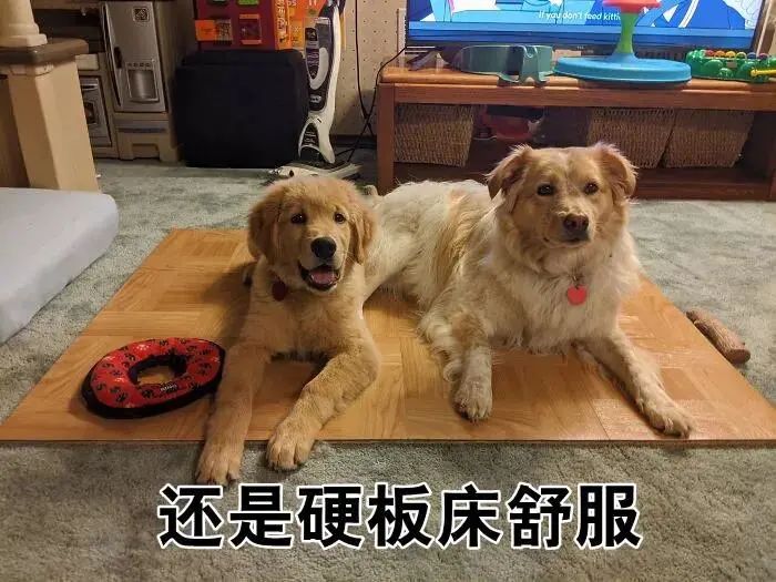 整天说爱狗，你究竟可以做到哪些呢？