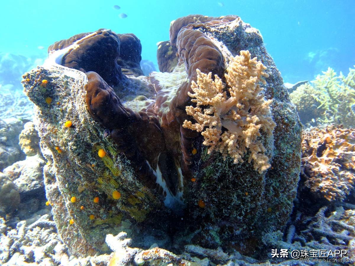贝壳手工珠宝首饰,贝壳珠宝有哪些