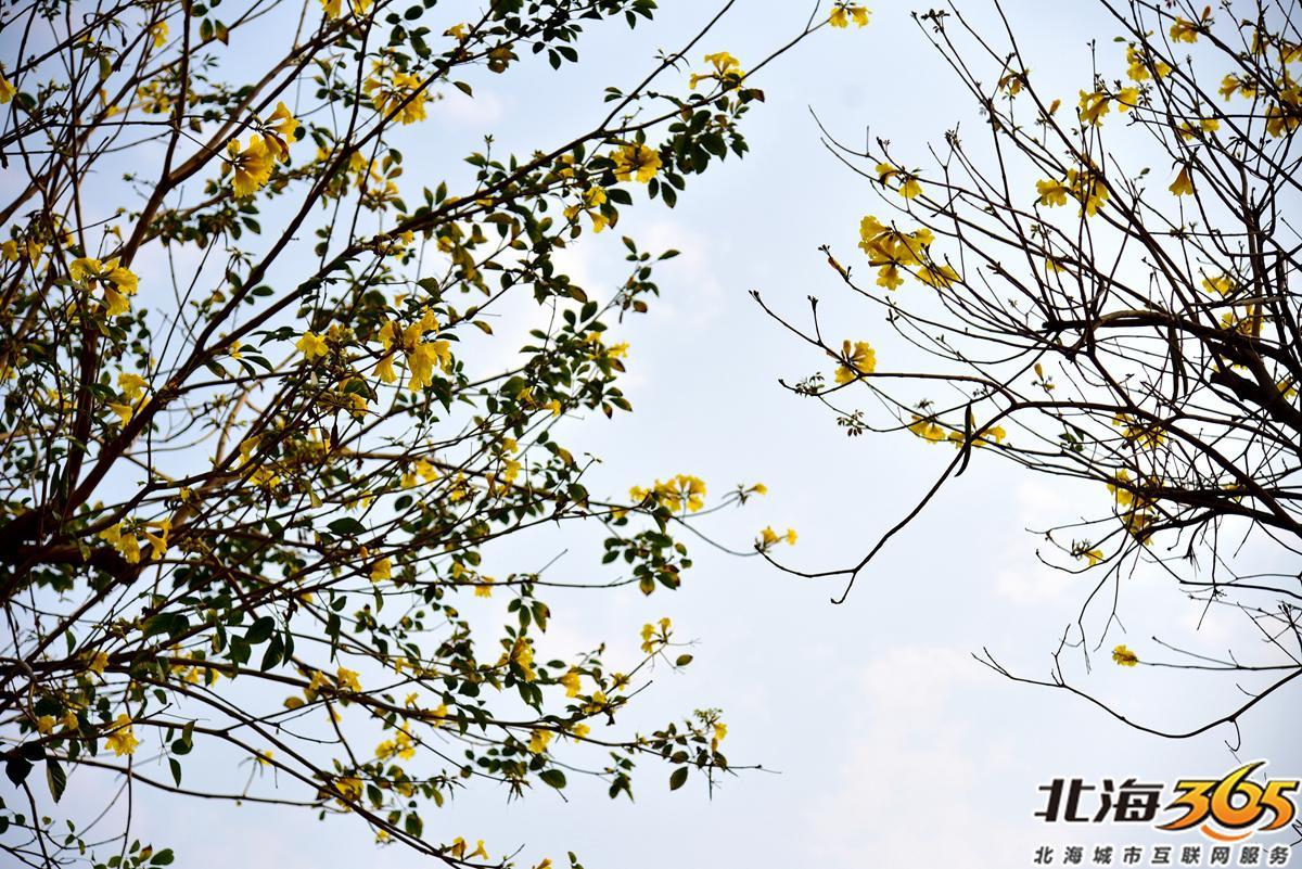 「多图」春天来了!北海街头的三角梅、黄花风铃开得好艳