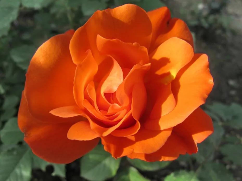 和平月季的价格,和平月季优缺点